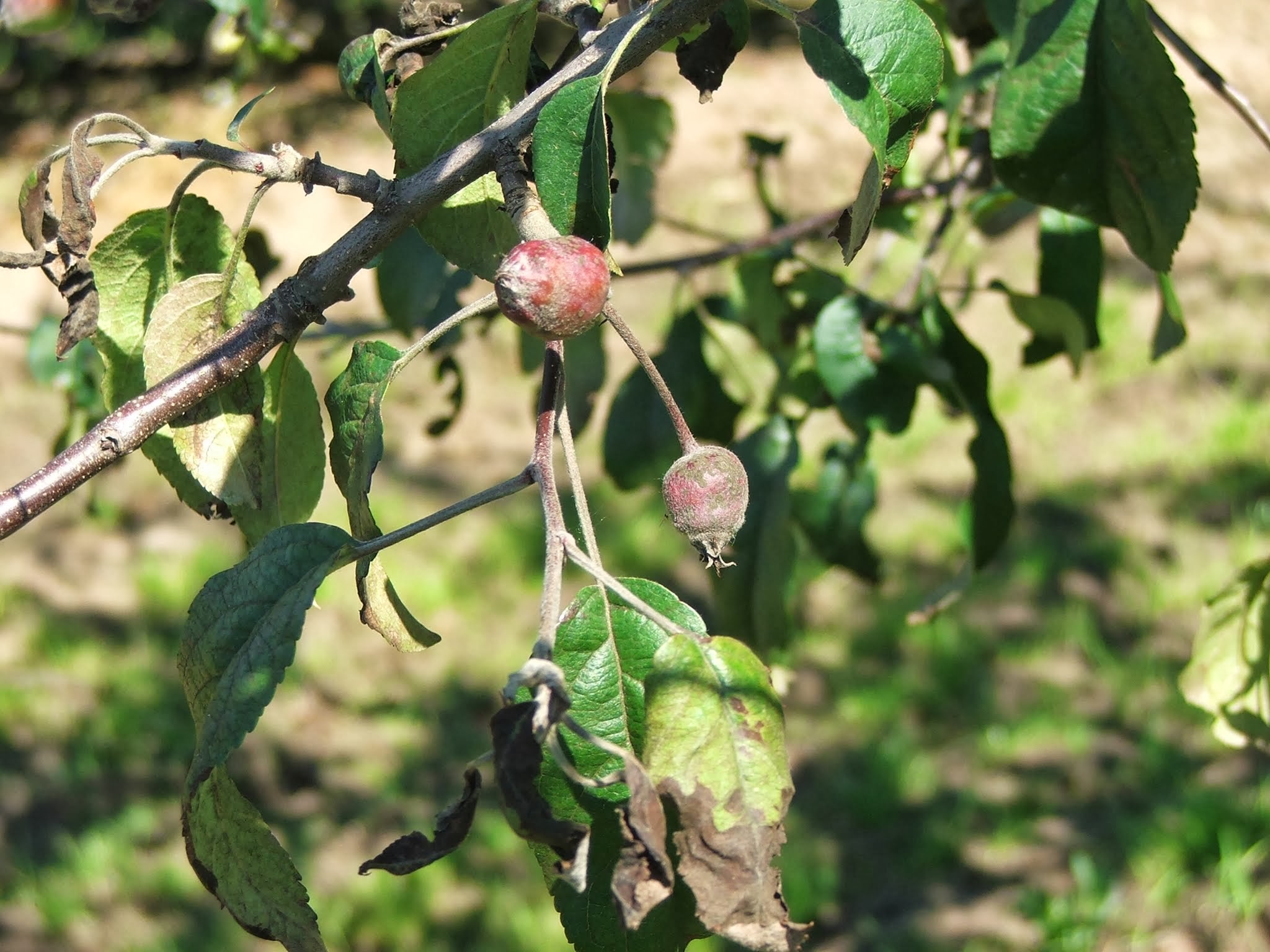 Az almavarasodás kezdeti tünetei a termésen: kórkép, valamint védekezési és megelőzési tippek.