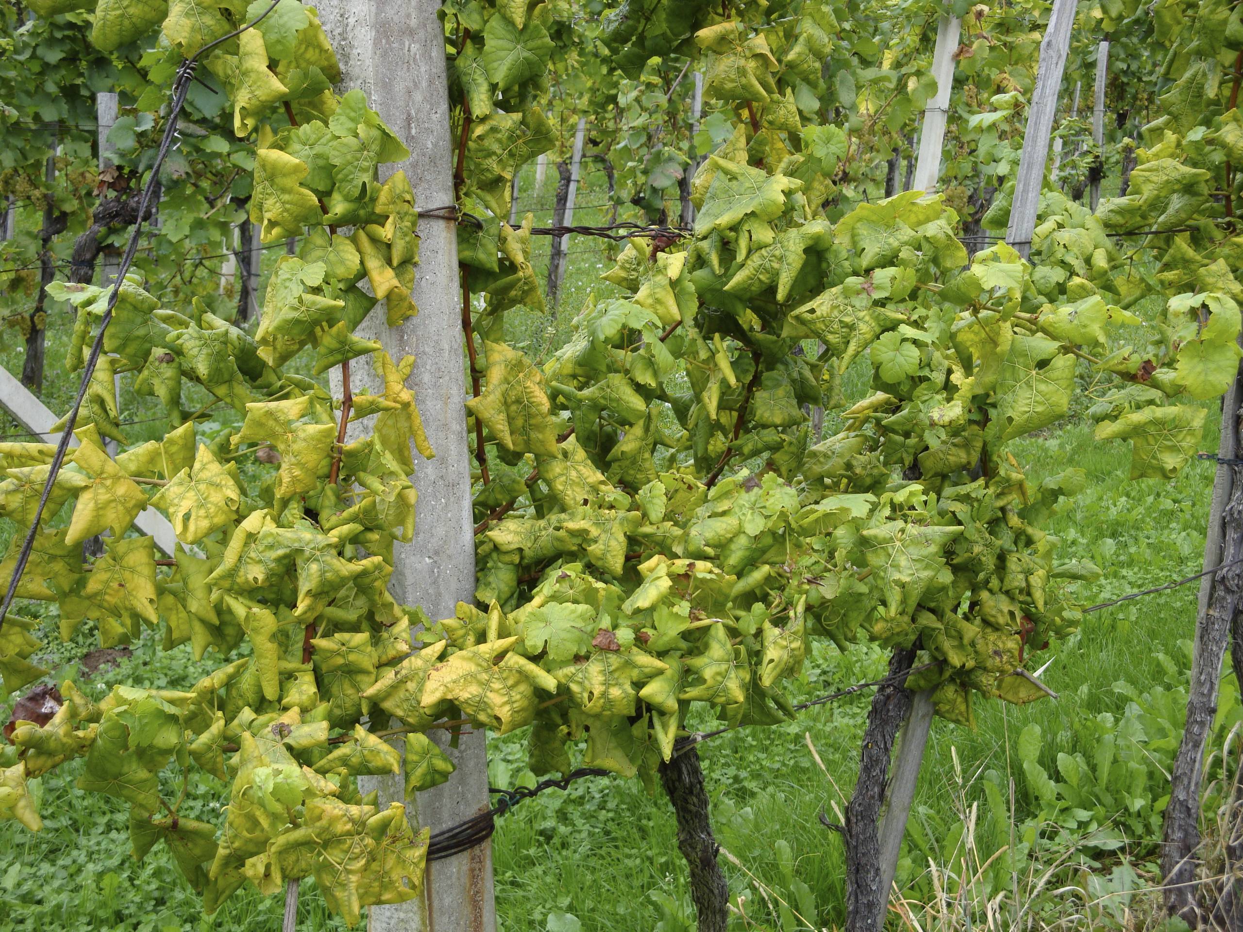 Az amerikai szőlőkabóca hatása a levelekre: kárkép, valamint védekezési és megelőzési tippek.