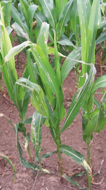 A kukoricabogár okozta növényi betegségek. Mire figyeljünk oda? Milyen problémát jelenthetnek?