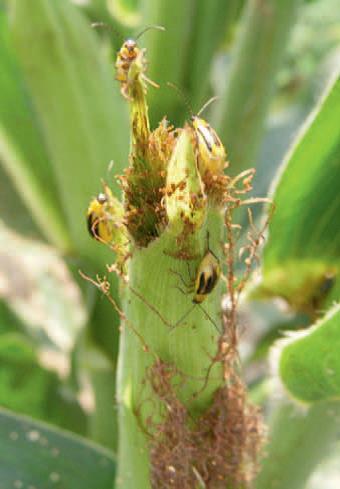 A kukoricabogár okozta növényi betegségek. Mire figyeljünk oda? Milyen problémát jelenthetnek?