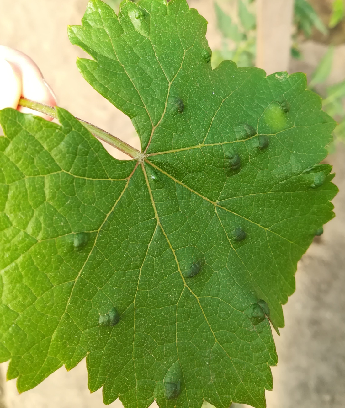 Az atka kártevők közül a szőlő-gubacsatka különösen veszélyes. Mit kell tudni az atka kártételéről?