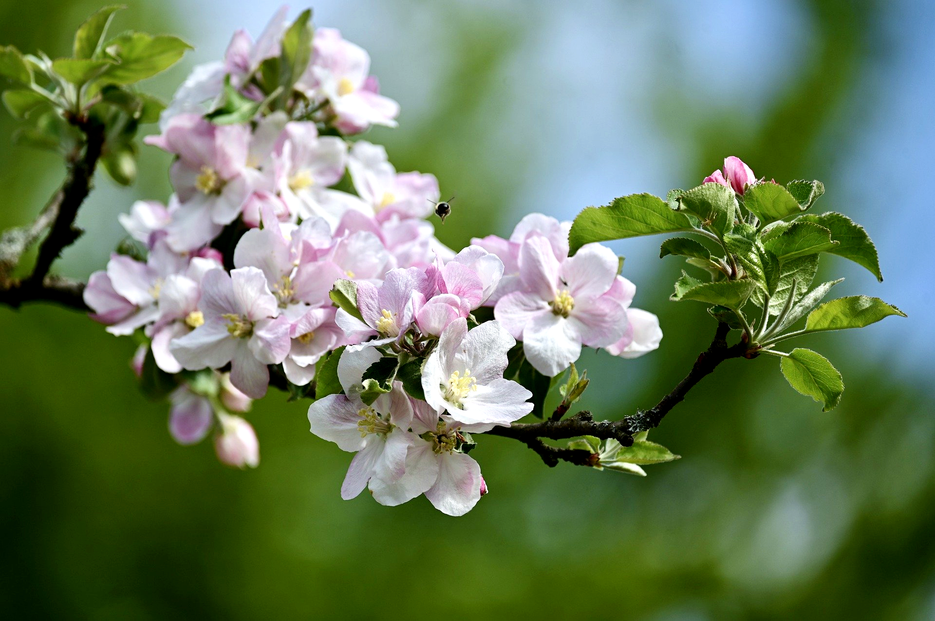 Virágok a faágon, májusi teendőink a kiskertben: virágoskert, gyümölcsös, konyhakert, gyep. Mire kell figyelnünk?