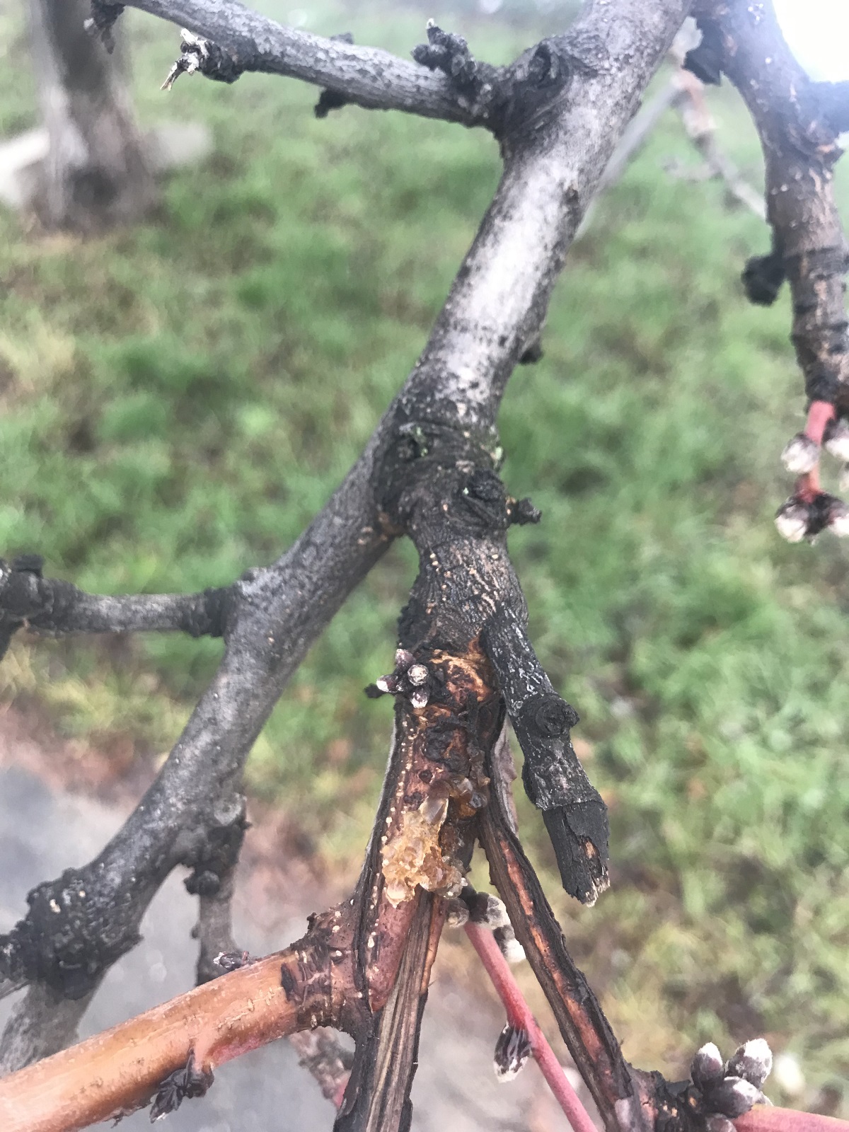 moníliával fertőzött barackfa vessző
