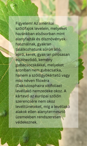 Figyelem! Az amerikai szőlőfajok levelein, melyeket hazánkban elsősorban mint alanyfajták és dísznövények használnak, gyakran találkozhatunk sűrűn álló, apró, kerek, gyakran pirosasan elszíneződő, kemény gubacsocskákkal, melyeket azonban nem gubacsatka, hanem a szőlőgyökértetű vagy más néven filoxéra (Daktulosphaira vitifoliae) levéllakó nemzedéke okoz. A kártevő az európai szőlőn szerencsére nem okoz levéltüneteket, míg a levéllakó alakok ellen alanytermesztő üzemekben rendszeresen védekeznek. 