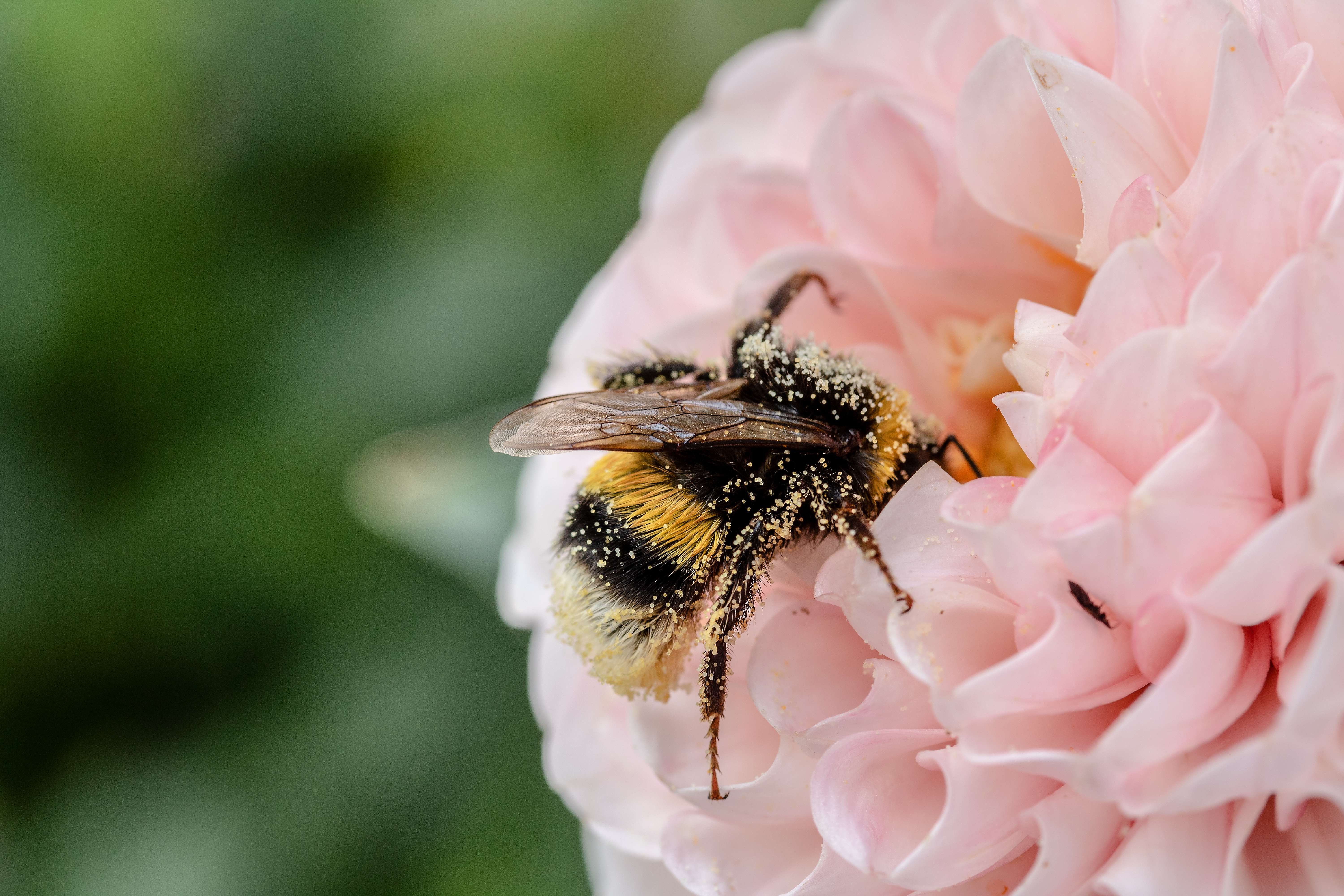 A méhek és a virágok elektromos impulzusokkal kommunikálnak egymással - hasznos információ méhbarát kertek létrehozásához