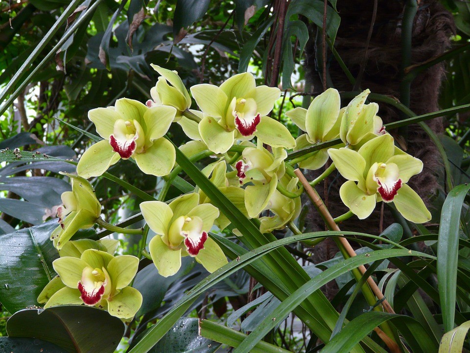 Csonakorchidea