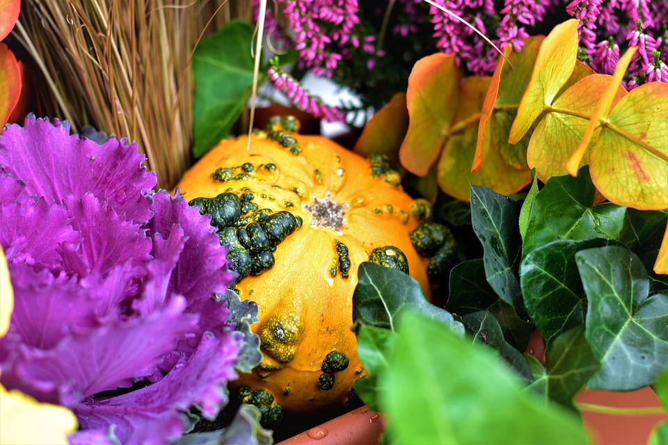 Szeptemberi teendőink kiskertünkben: válogatott növények, örökzöldek ápolása. Hasznos információk az oldalon!