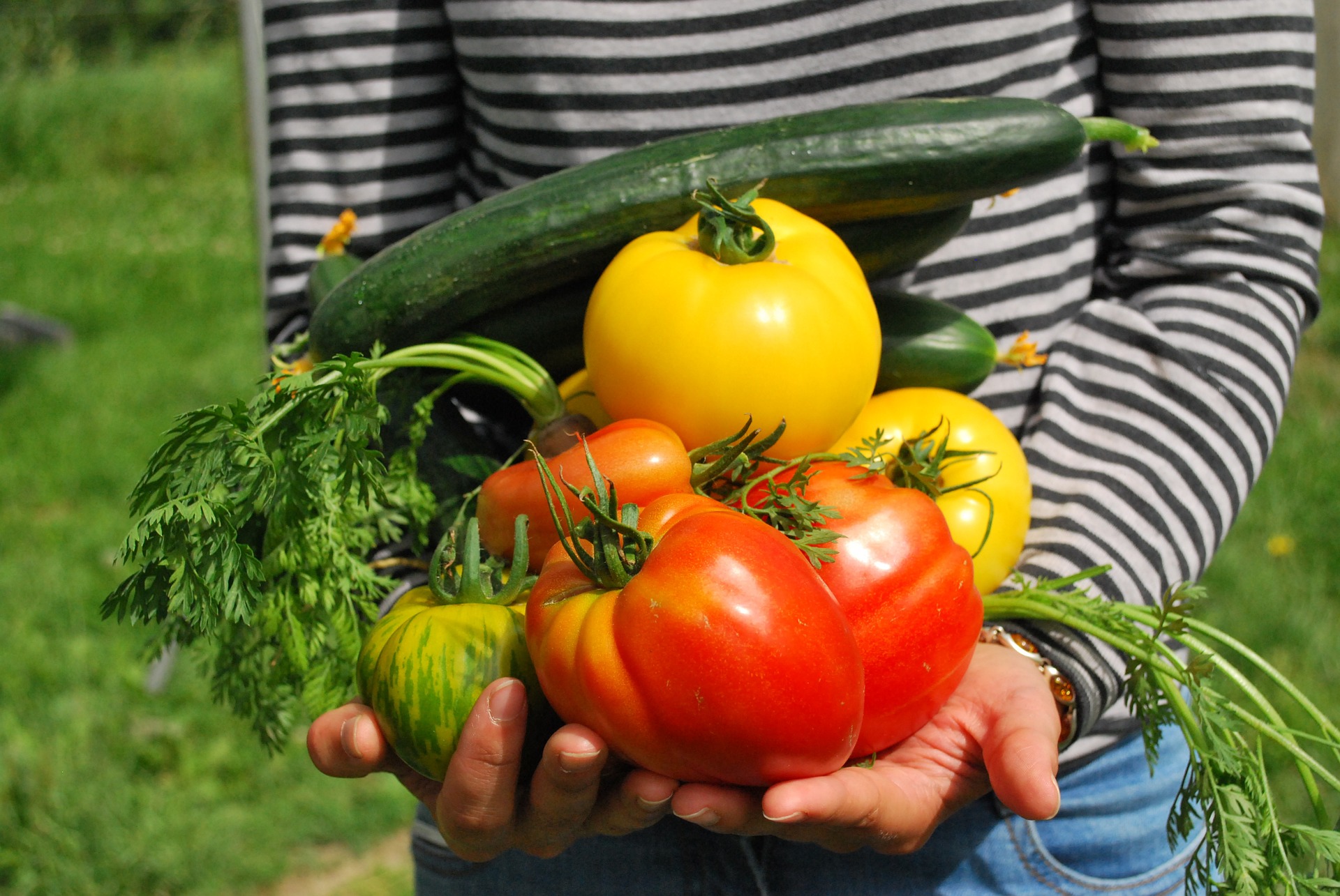 Zöldségeinket kezünkben tartva. Teendőink augusztusi kiskertünkben: friss zöldségek az eredmény!