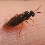 szilvadarazsak