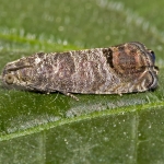 almamoly-korte