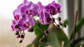 Orchidea, Phalaenopsis, Virág, Lepke Orchidea, Kivirul