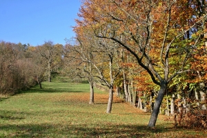 Tudnivalók a lemosó permetezésről