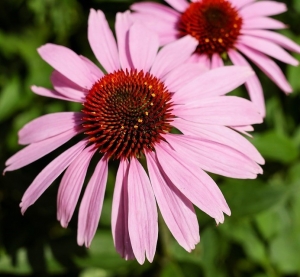 Kertünk éke, az immunerősítő echinacea