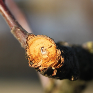 A fák elsősegélye: a sebkezelés tudománya