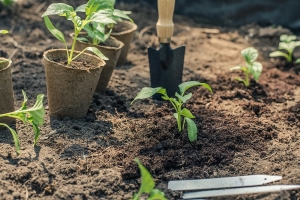 Paprika és paradicsom palánták tápanyag-utánpótlása kiültetéskor