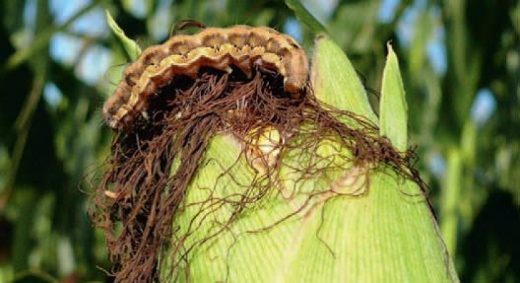 Bagolylepkék hernyói