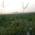 Tuja Betegségek és A kezelésükre ajánlott növényidővédő szerek, Smaragd Tuja