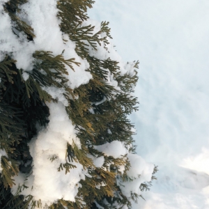 Januári teendők kiskertünkben