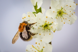 Kertészkedj a méhek védelmében - Hogyan teremts méhbarát kertet?
