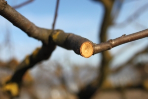 Tavaszi fás metszés - növényvédelmi szempontok